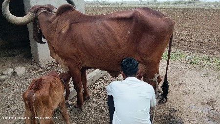 ગાય