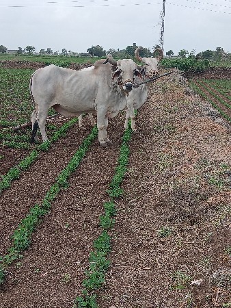 બળદ વેચવાના છે.