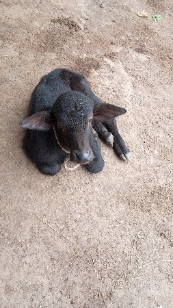 ભૅસ વૅચવાનીછૅ