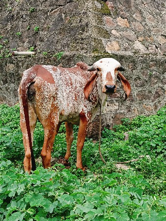 વેચવાની છે