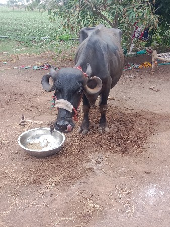 ભેંસ વેશવાની સે