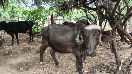 ભેંસ વેચવાની છે