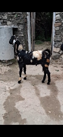 3 બોકળા