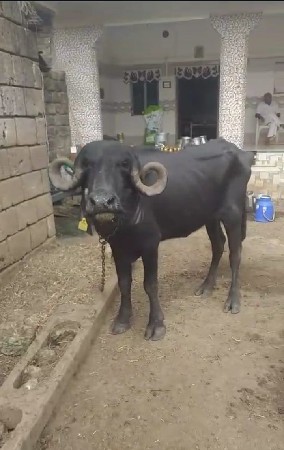 આખડેલી વેચવાની છે કિંમત 41હજાર