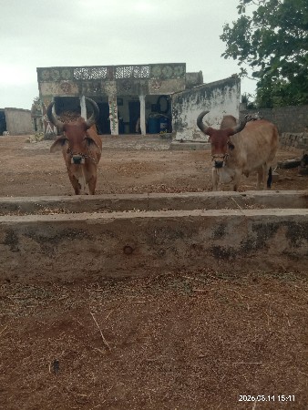 ઘોધલા વેસવાના છે