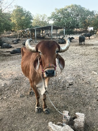 બરધ વેશવા
