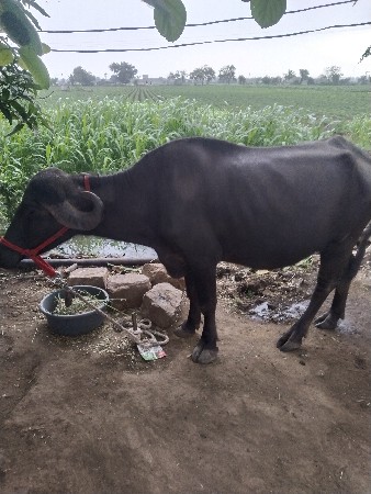 8 મહિના ની ગભની ખડેલ વેચવાની સે