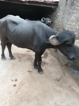 3 વર્ષ નો છે