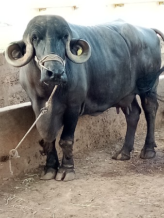 પારેટ ભેંશ વેસવાની છે જાફરાબાદ