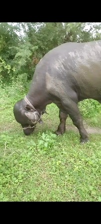 પાડો વેચવાનો છે
