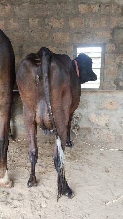 ગાય વેચવાની છે
