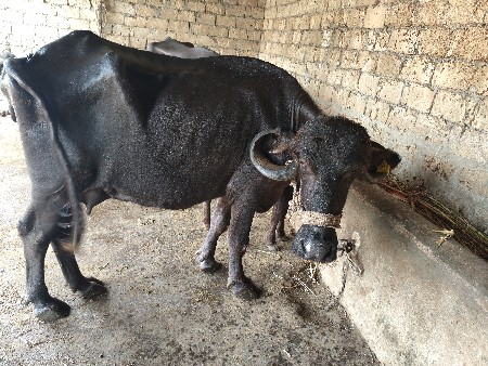 5 5 litre dudh Mahina