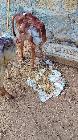ગાય