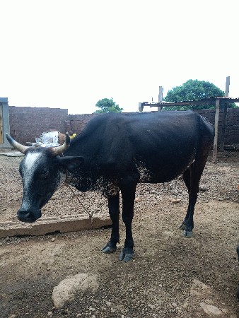 ગાય વેચવાની છે