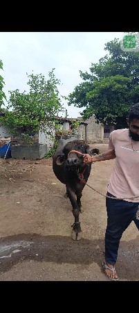 બીજા વેતર ની ખડેલી વેચવાની છે