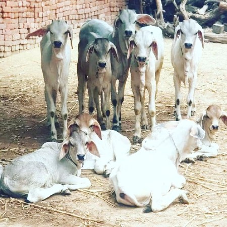 કાંકરેજ વાછડી જોઈએ છે