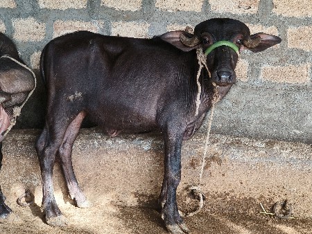 પાડી વેચવાની છે