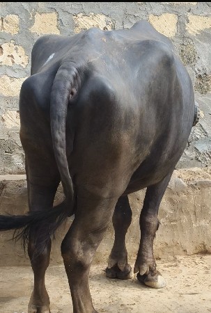 ખડેલી વેશવા ની છે