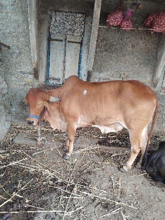 ગાય વેચવાની છે