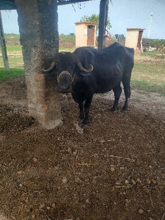bhes vechavani che