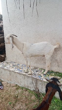 હસનભાઈ