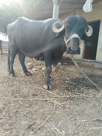 ભેંસ વેચવાની છે