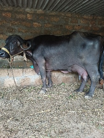 જાફરાબાદી ભેશ વેચવા ની છે
