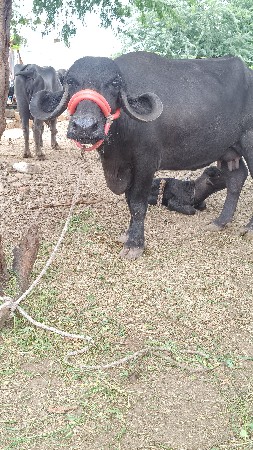 દેખાડેલી વેચવાની છે બે પહેલા વે