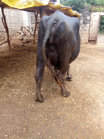 ભેંસ વેચવાની છે