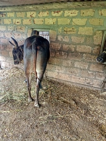 બરધવેશવાનોછે