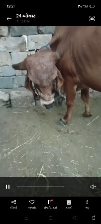 ગાય વેસવાની છે ગીર કાબરી