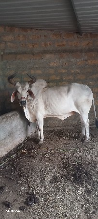 બળદ વેસવો છે