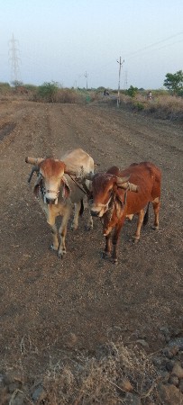 વેચવાના