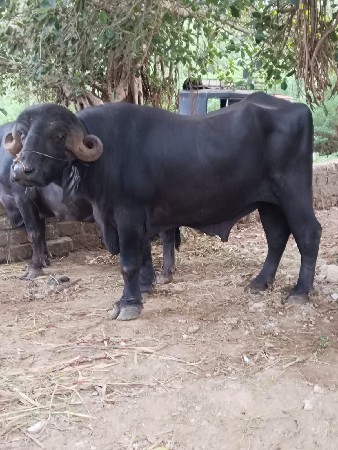 વેચવા નો છે આ પાડો
