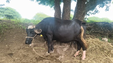 ભેંસ વેસવાની છે