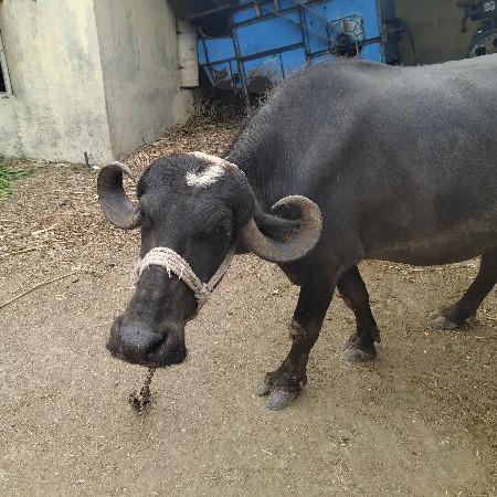 વેસવાની