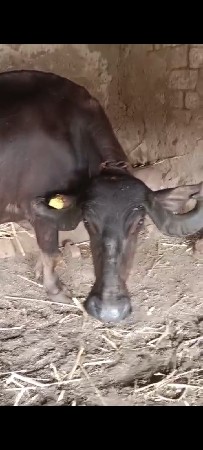 ભેંસ વેચવાની છે