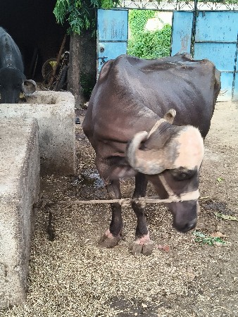 ભેંસ વેચવાની છે