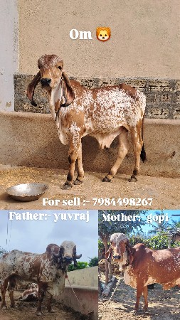 gir bull for sell