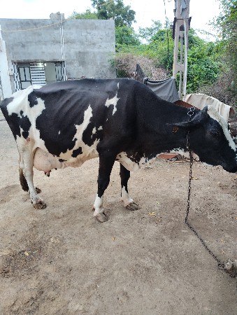 જરસી  ગાય