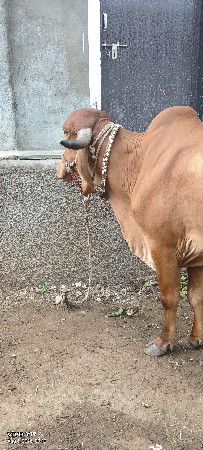 આ ગાય વેચવાની છે