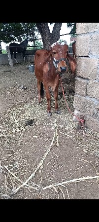 ગીર વાસડી