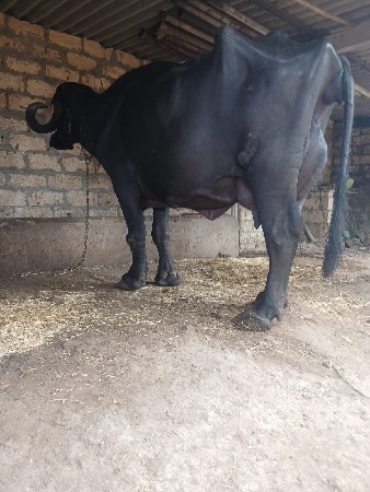 આ.જાફરી.ખડાયવેશવાનિછે