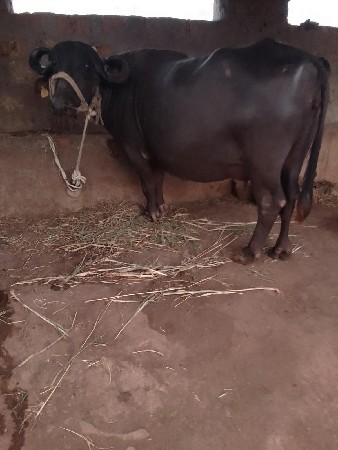 બીજું વેતર
