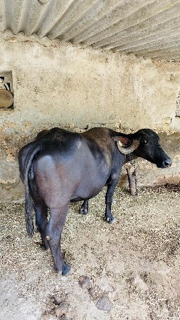 ભેંસ વેચવાની છે