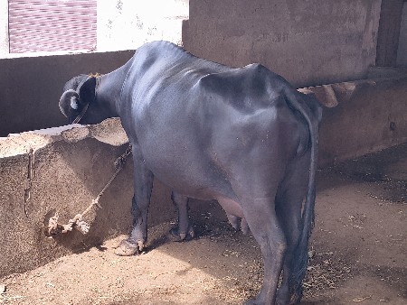 ભેંસ વેચવાની છે
