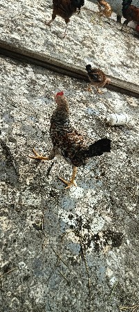 પ્યોર ઓરીજનલ દેશી ના  પાટડા વેચવાન