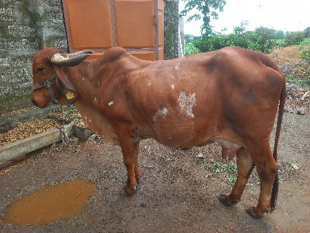 ગીર ગાય વેચવાની છે