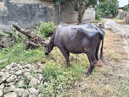 આ ભેંસ વેચવાની છે