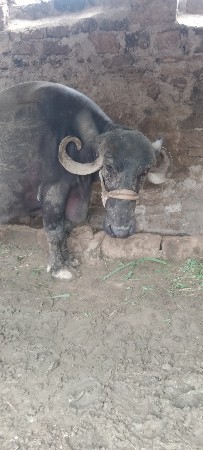 બે.ભેશ.વેસવાની
